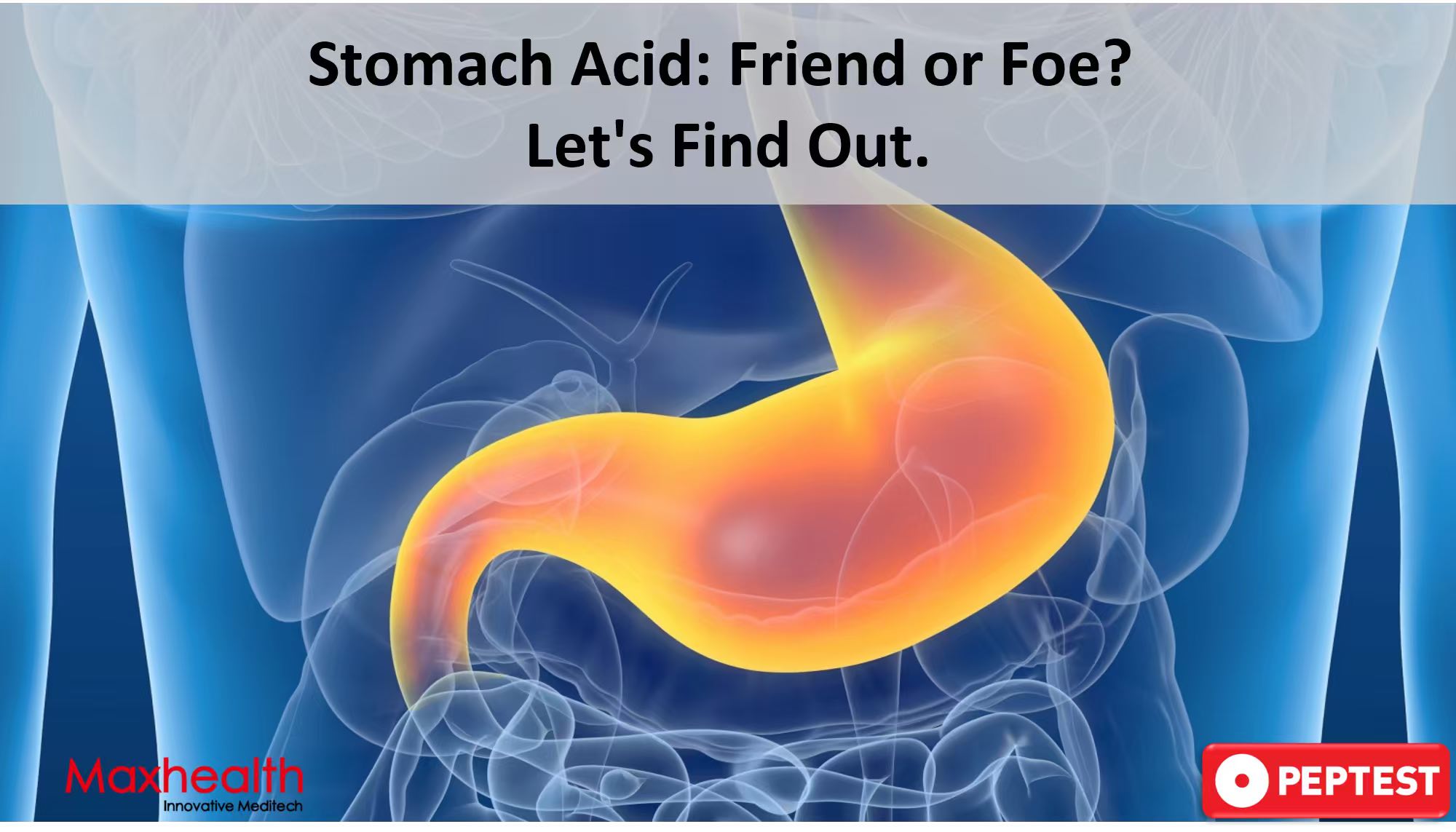 The Dual Role of Stomach Acid: How It Digests Food and Causes Heartburn